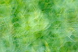 Photo abstraite de feuilles de buis