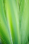 Photographie de feuilles d'iris