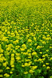 Photographie de fleurs de colza dans un champ