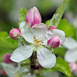 Image d'une fleur de pommier au printemps