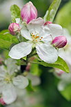 Photographie de fleurs de pommier au printemps