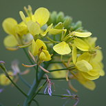 Photographie en gros plan d'une fleur de colza