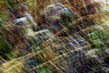Photo d'herbes en automne mélangées par des mouvements pendant la prise de vue