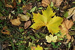 Photo de feuilles d'automne sur le sol