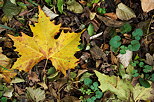 Photographie de feuilles et des couleurs d'automne
