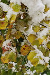 Image de neige sur des feuilles de noisetier en automne