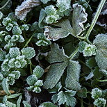 Image de plantes sous le gel d'un matin d'automne