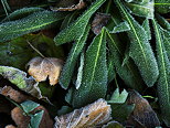 Photographie de plantes piquées par les gelées matinales en automne