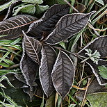 Photographie de feuilles d'automne couvertes de givre