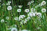Photographie de pissenlits en fleurs dans l'herbe verte