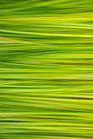 Photograph of a colorful summer grass