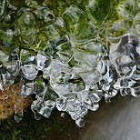 Picture with green moss caught in ice above Fornant river