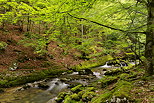 Photo de la forêt et de la rivière de la Valserine dans le Parc Naturel Régional du Haut Jura