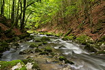 Photo de la rivière de la Valserine en sous bois dans la forêt du PNR du Haut Jura