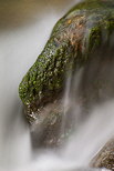 Image d'un rocher moussu et coloré dans le flot du torrent du Fornant