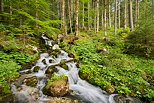 Image d'un ruisseau de printemps cascadant à travers la forêt de la Valserine