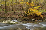 Photo of autumn in the underwood along Fornant river
