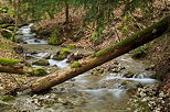 Photo du ruisseau des Charmières  dans la forêt autour du château de Menthon Saint Bernard