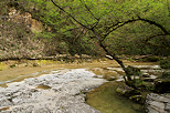 Image des berges de la Vézéronce vers la cascade du Pain de Sucre