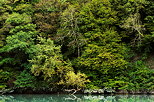 Picture of the colorful foliage on the banks of Rhone river