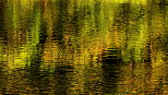 Photographie de reflets de forêt en été
