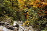 Image de forêt de montagne en automne autour du ruisseau de la Diomaz en Haute Savoie