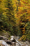 Photographie des couleurs d'automne autour de la Diomaz en Haute Savoie