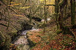 Photo of autumn in the forest around Abime river near Saint Claude in french Jura