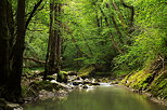 Photo de forêtt luxuriante au printemps le long de la rivière du Fornant