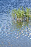 Picture of reeds in the water of Abbey lake