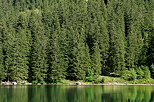 Photograph of a coniferous forest on the bank of Benit lake