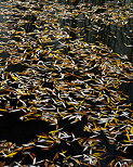 Photo de feuilles d'automne  sur les eaux noires d'un étang