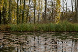 Photo des couleurs d'automne autour de l'étang à Chaumont Haute Savoie