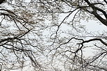 Picture of branches over Geneva lake