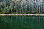 Image of a coniferous forest and its reflection in the water of Montriond lake