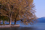 Image de platanes aux feuilles jaunies par l'automne sur les bords du lac d'Annecy