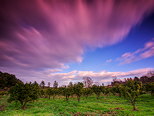 Image of an orchard in dusk light